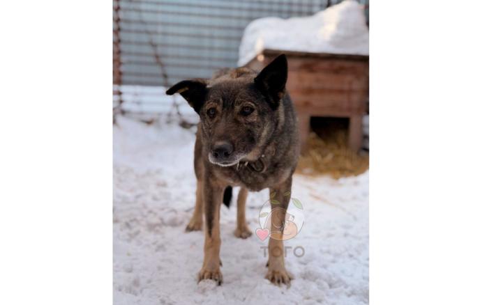 В приюте на Урале рассказали, что многие хотят забрать собаку, которой помог курьер