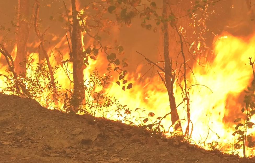  Пресс-служба Авиалесоохраны/ ТАСС