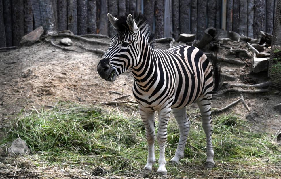 Юрий Смитюк/ ТАСС
