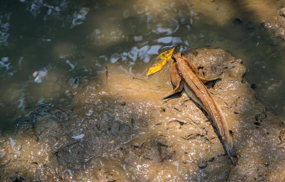 YuRi Photolife/ Shutterstock/ FOTODOM