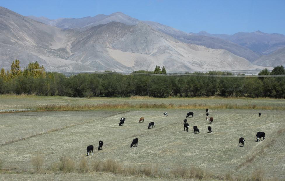 Тибет Роман Баландин/ ТАСС
