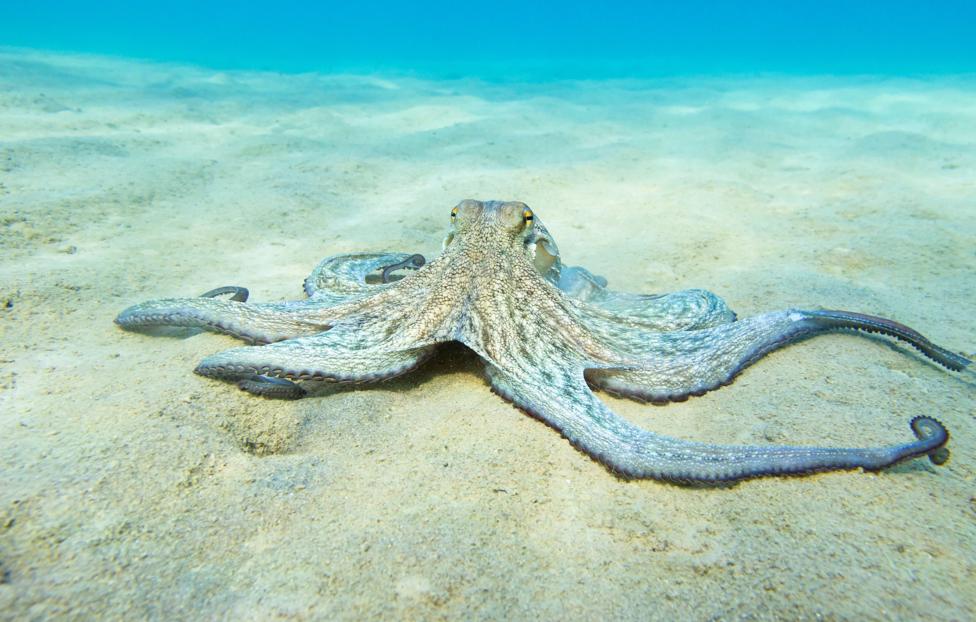 ennar0/ Shutterstock/ FOTODOM