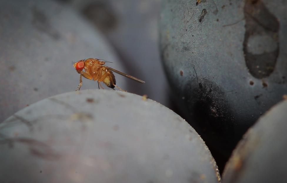 Азиатские мушки Drosophila suzukii AP Photo/ dpa/ Fredrik von Erichsen