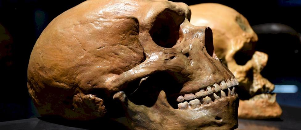 Череп неандертальца в сравнении с человеческим Petr Student / Shutterstock