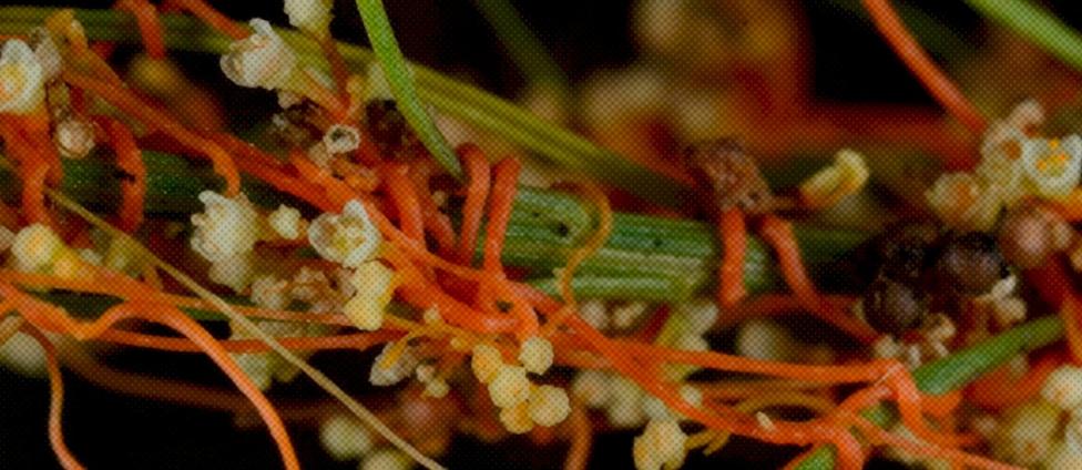  Joel McNeal, Kennesaw State University