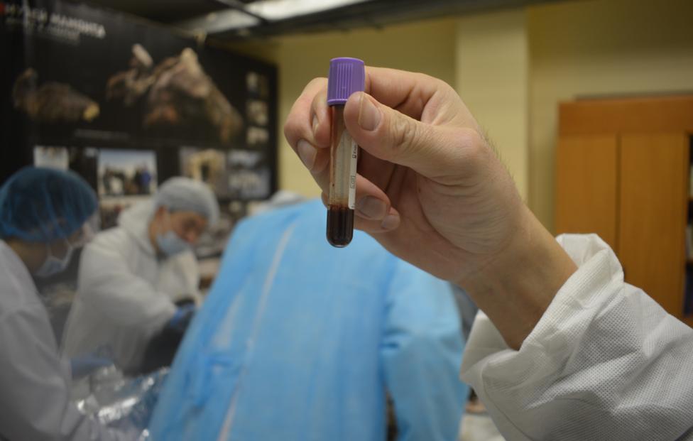  Пресс-служба Музея Мамонта СВФУ