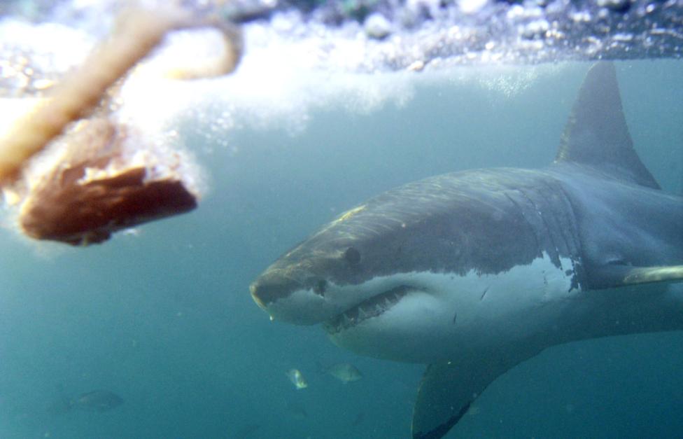  EPA/ HELMUT FOHRINGER