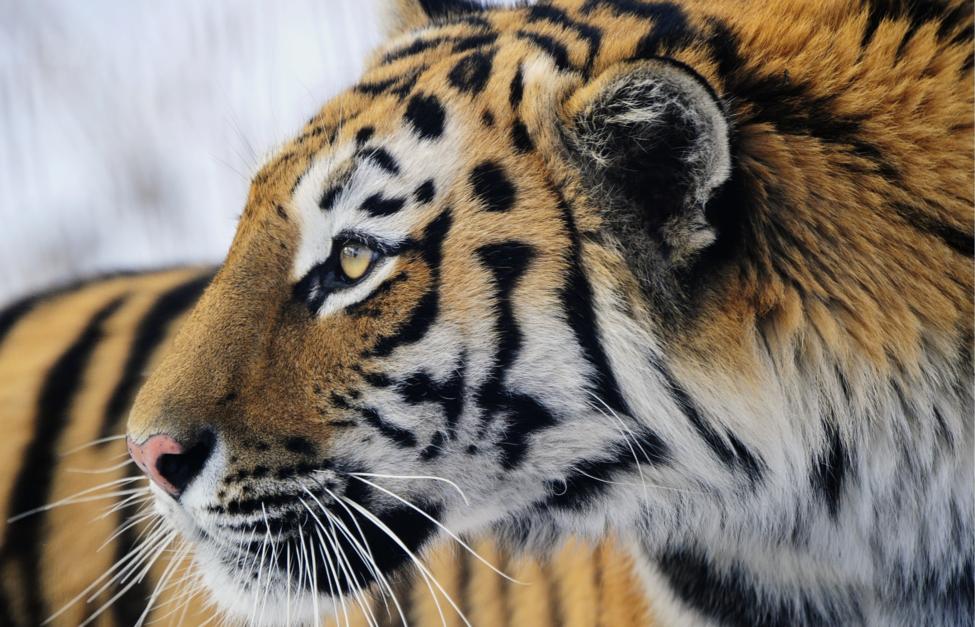  Юрий Смитюк/ ТАСС, архив