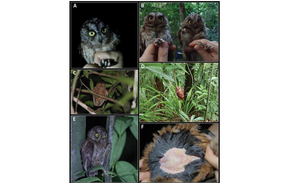 Сова Otus bikegila ZooKeys/ CC-BY 4.0