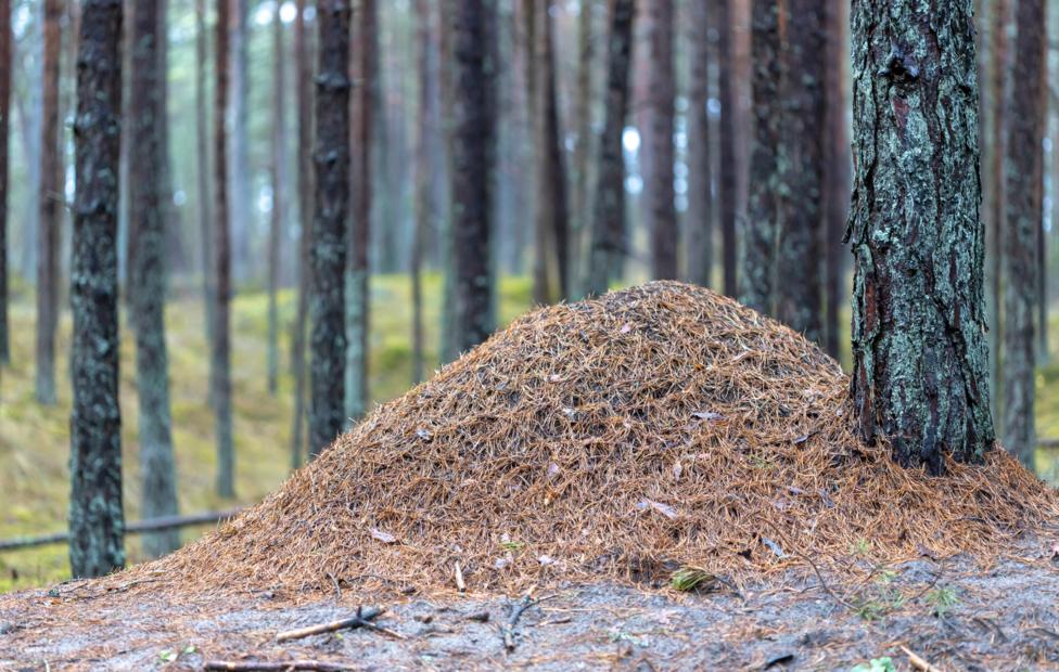  Juris Kraulis/ Shutterstock/ FOTODOM