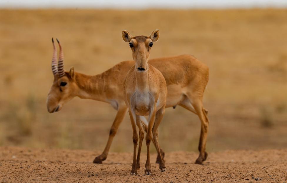 Сайгаки Эрик Романенко/ ТАСС