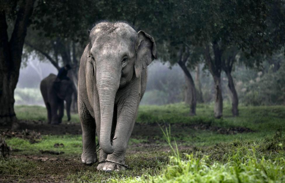  Paula Bronstein/ Getty Images