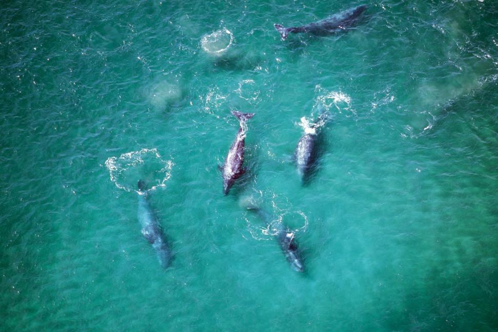 Серые киты slowmotiongli/ Shutterstock/ FOTODOM