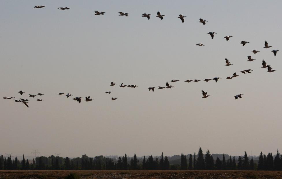  David Silverman/ Getty Images