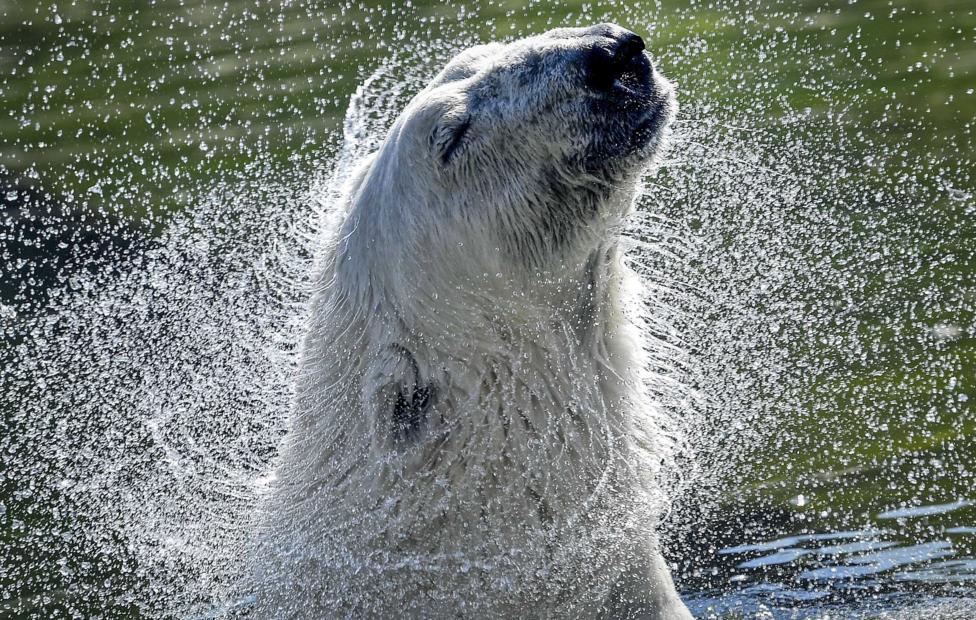 AP Photo/ Martin Meissner