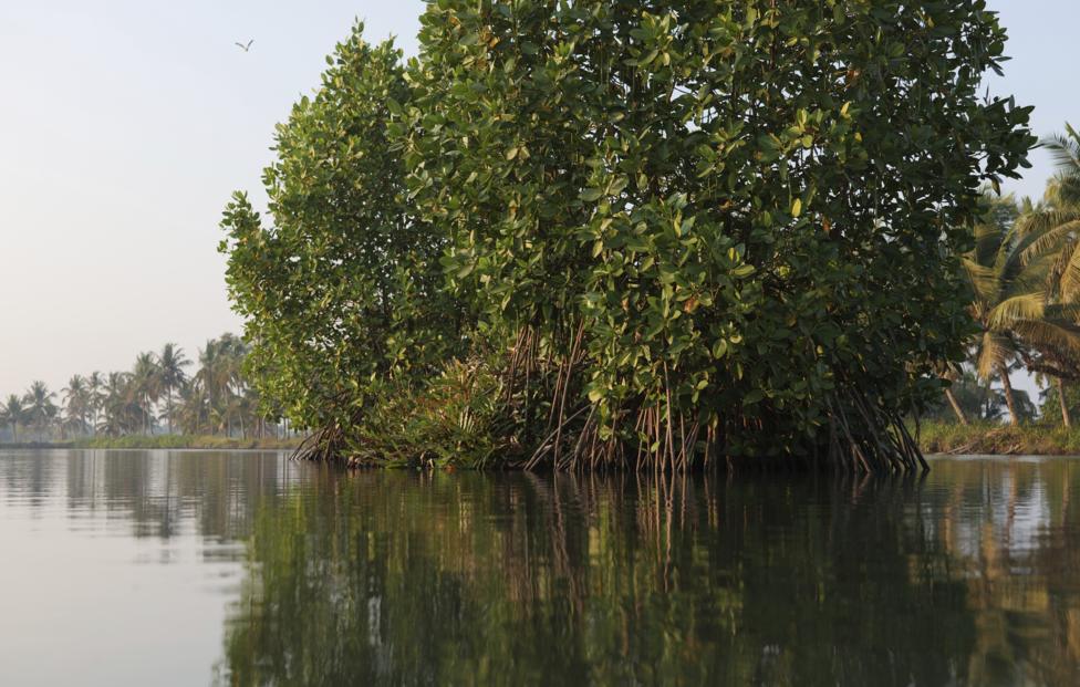  AP Photo/ Shawn Sebastian