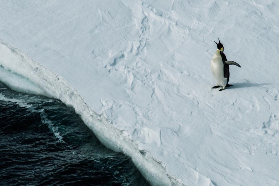 Императорский пингвин Ульяна Прохорова/ ААНИИ