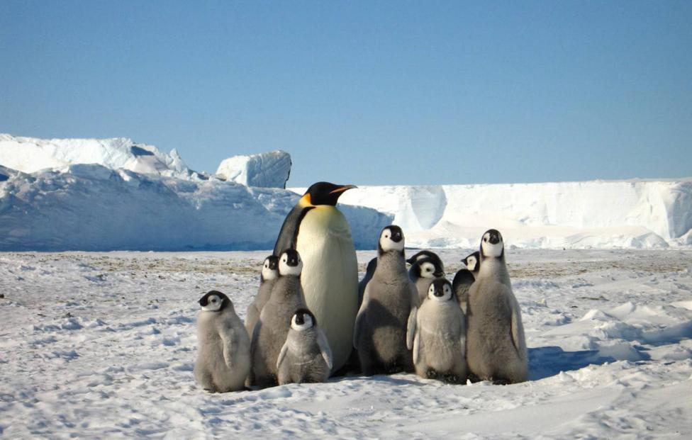  Юрий Мизин/ ААНИИ