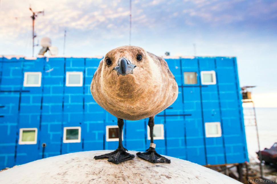 Южнополярный поморник Дмитрий Резвов/ ААНИИ