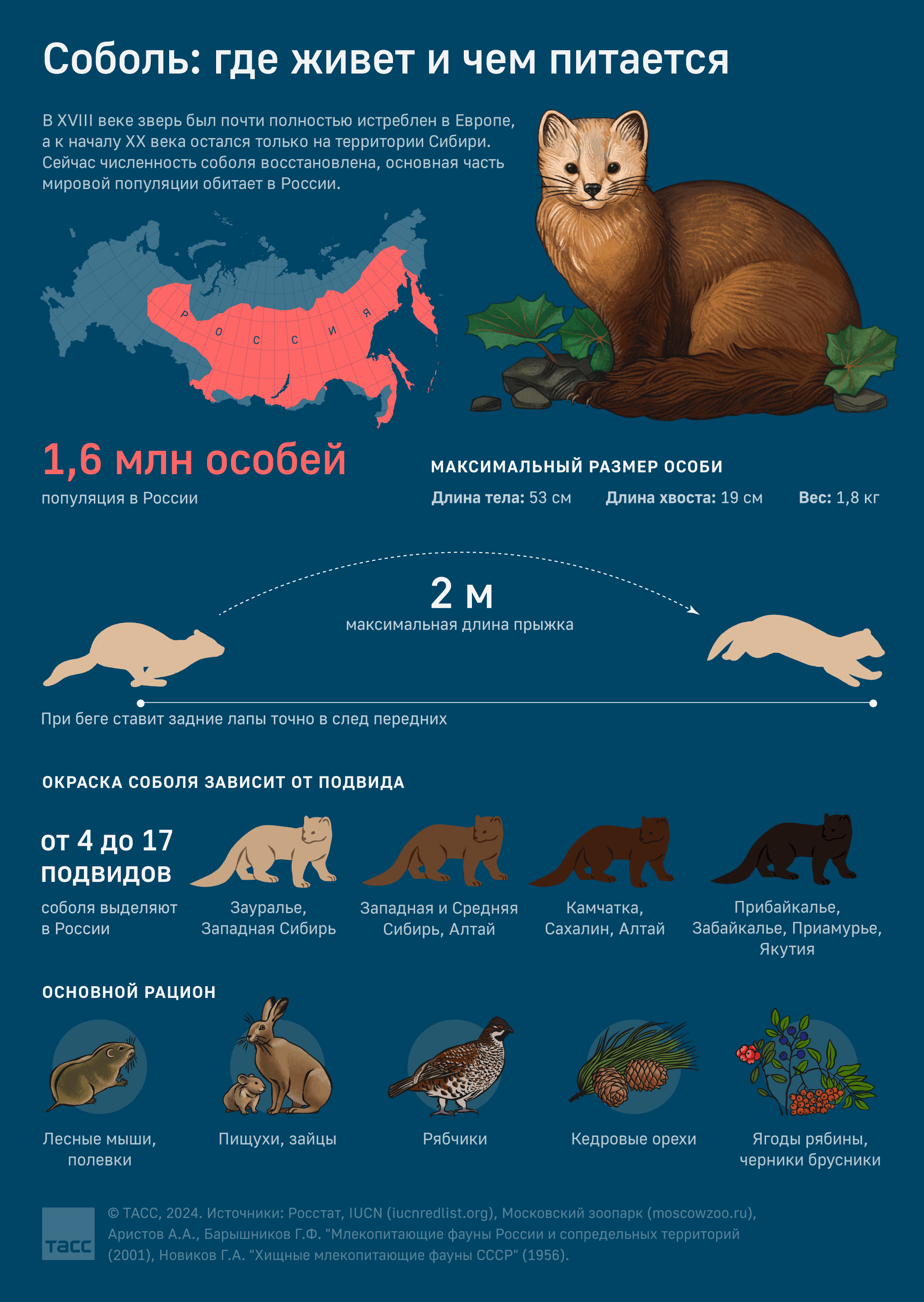 Мех соболя в Сибири: методы добычи и процесс добывания