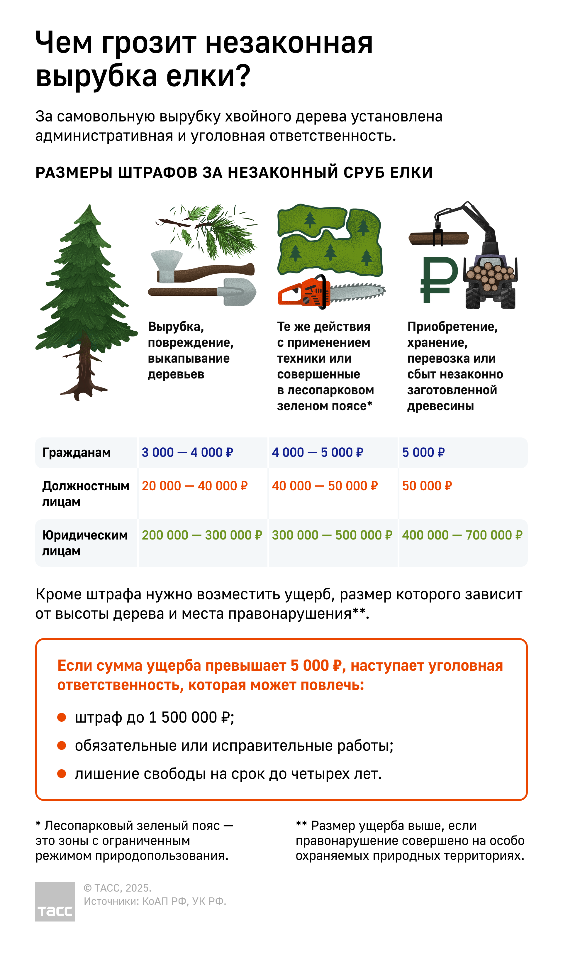 Чем грозит незаконная вырубка ели
