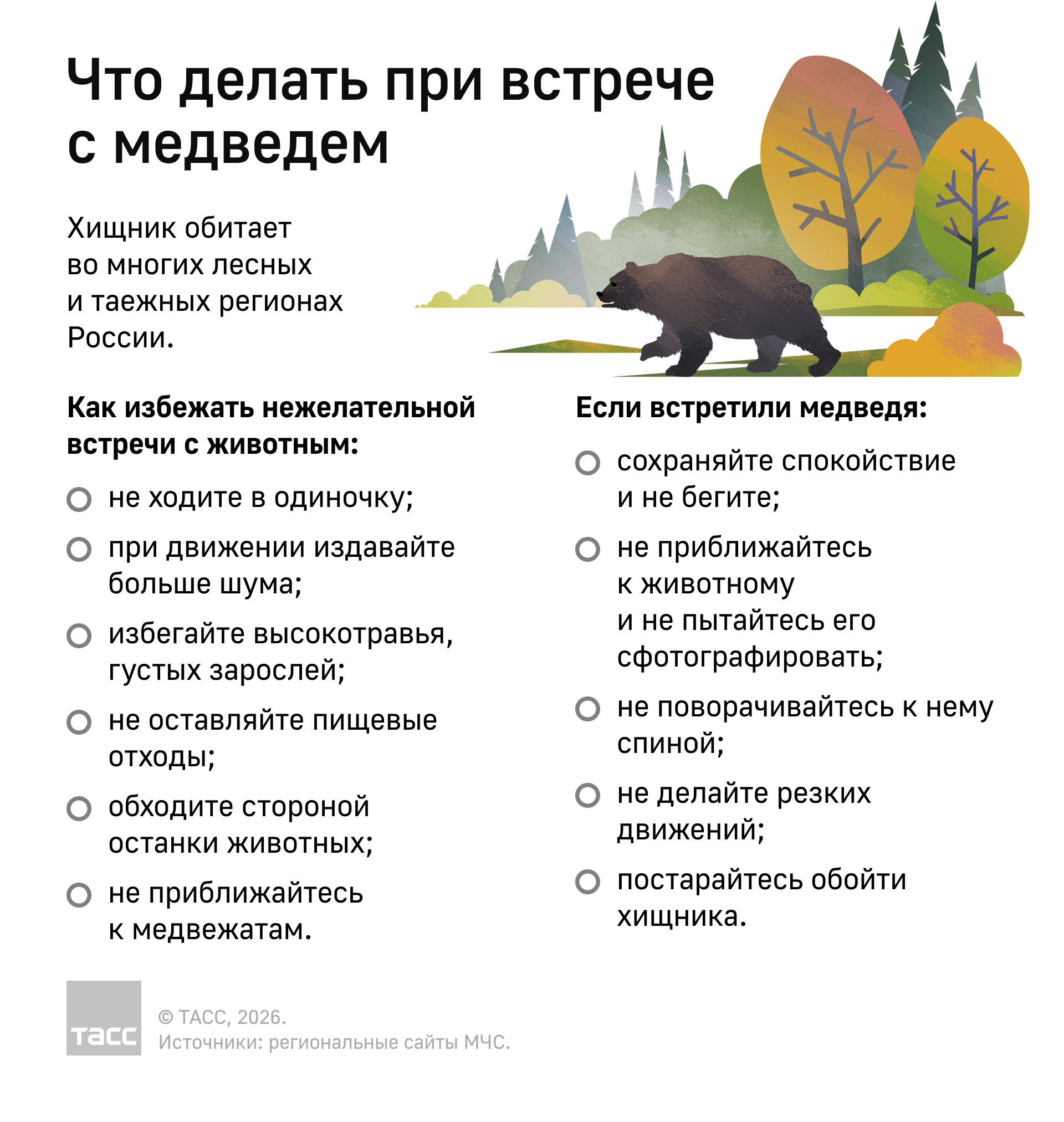 Что делать при встрече с медведем