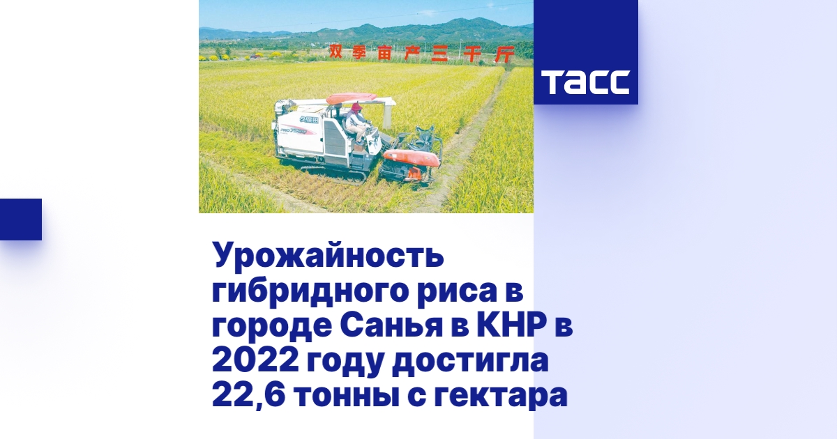Урожайность гибридного риса в городе Санья в КНР в 2022 году достигла ...