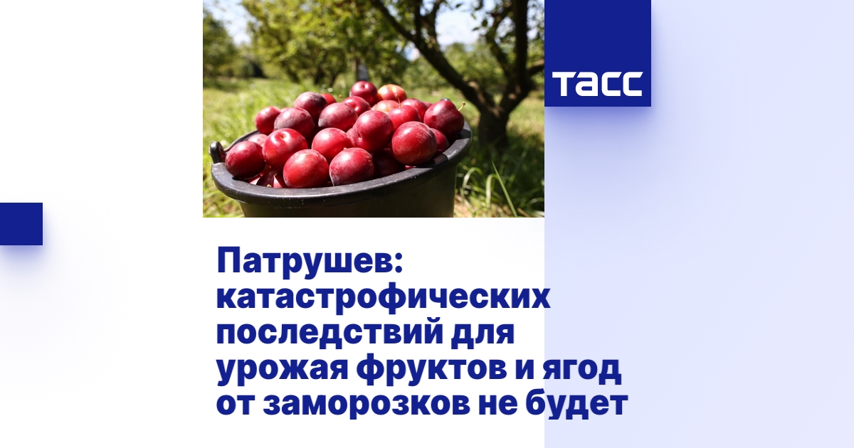 Патрушев: катастрофических последствий для урожая фруктов и ягод от ...