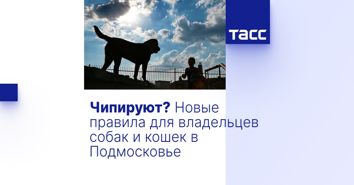 Чипируют? Новые правила для владельцев собак и кошек в Подмосковье