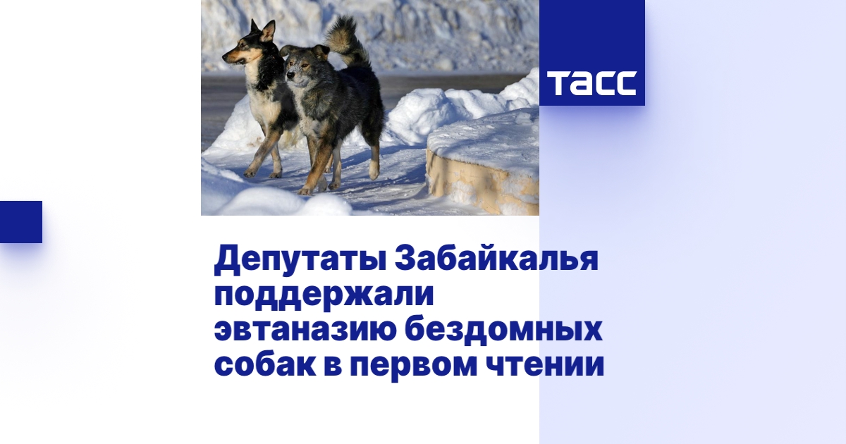 Депутаты Забайкалья поддержали эвтаназию бездомных собак в первом чтении